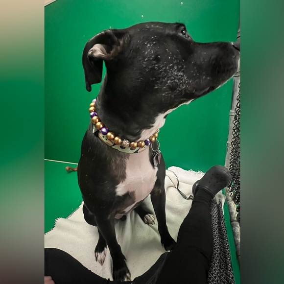 Designer Dog Necklaces - Picture 4 of 13